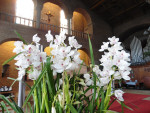 De orchideen staan prachtig in bloei